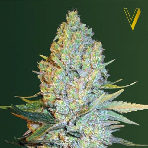 Victory Seeds - Amnesium